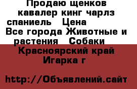 Продаю щенков кавалер кинг чарлз спаниель › Цена ­ 40 000 - Все города Животные и растения » Собаки   . Красноярский край,Игарка г.